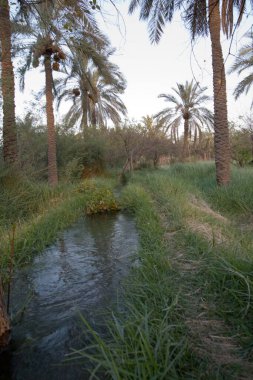 Basra 'daki palmiye tarlalarının sulanmasının manzara fotoğrafı