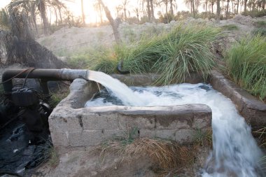 Basra 'daki palmiye tarlalarının sulanmasının manzara fotoğrafı