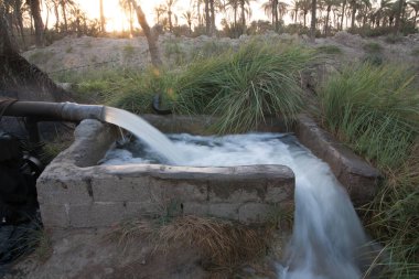 Basra 'daki palmiye tarlalarının sulanmasının manzara fotoğrafı