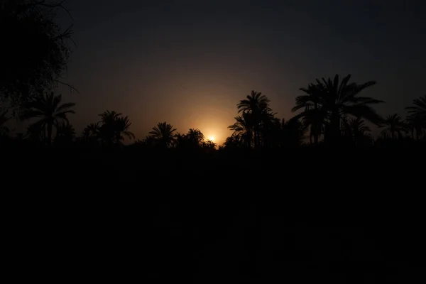 photo of sunset in date palms fields in basra city