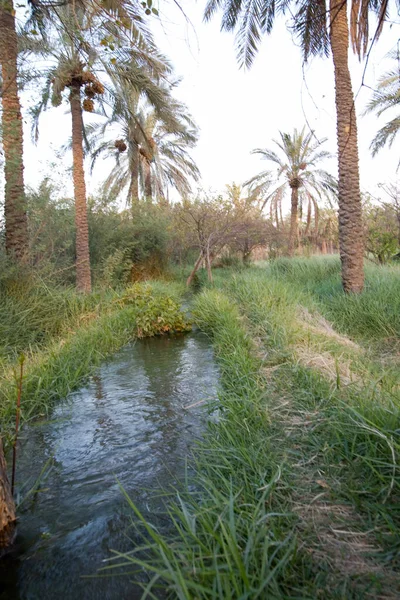 Landschaftsfoto Der Bewässerung Von Dattelpalmenfeldern Basra — Stockfoto
