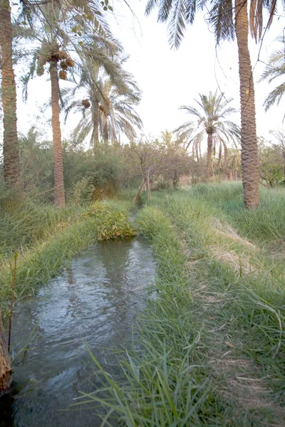 Landschaftsfoto Der Bewässerung Von Dattelpalmenfeldern Basra — Stockfoto