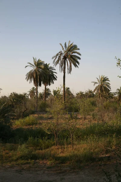 Foto Van Bomen Basra Velden Boerderijen — Stockfoto