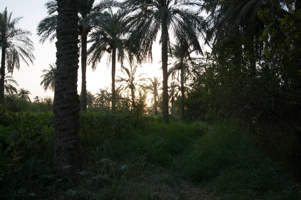 Basra şehrindeki hurma ağaçları içinde gün batımının fotoğrafı.