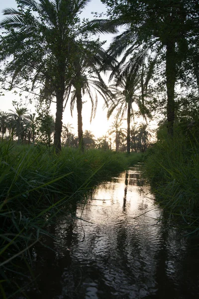 Basra 'daki palmiye tarlalarının sulanmasının manzara fotoğrafı