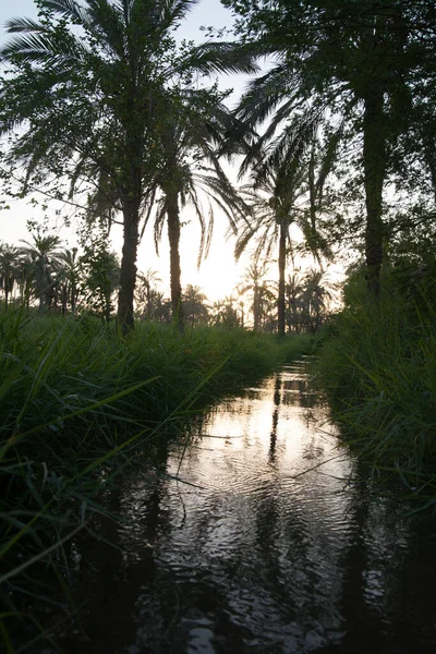 Basra 'daki palmiye tarlalarının sulanmasının manzara fotoğrafı
