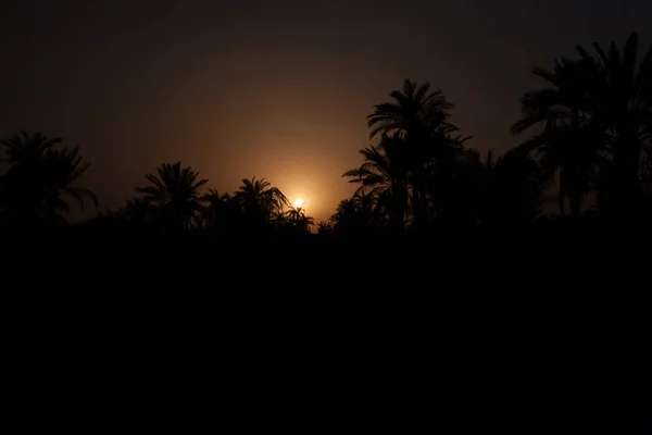 photo of sunset in date palms fields in basra city