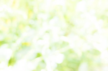 Basra 'da buğday tarlalarının fotoğrafı