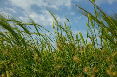 Basra 'da buğday tarlalarının fotoğrafı