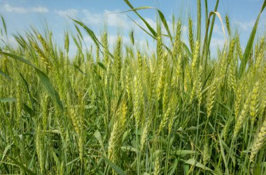 Basra 'da buğday tarlalarının fotoğrafı