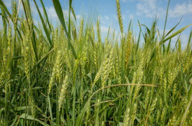 Basra 'da buğday tarlalarının fotoğrafı