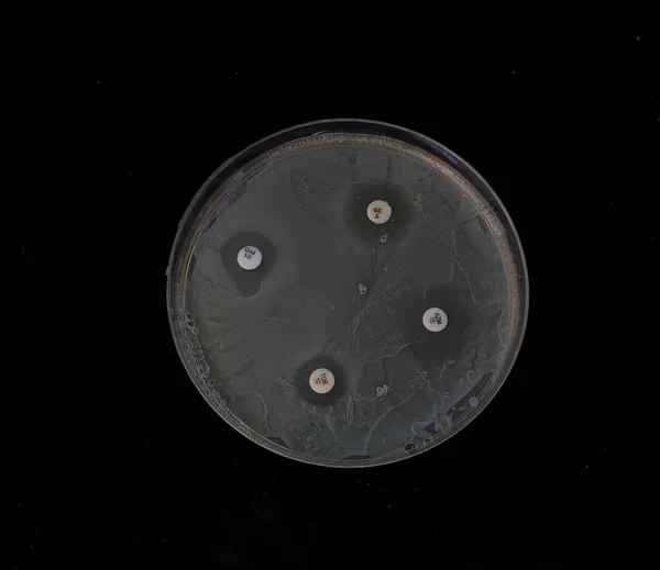 Bakterilerin Duyarlılığını Test Etmek Için Antibiyotik Disklerle Agar Üzerinde Bakteri — Stok fotoğraf