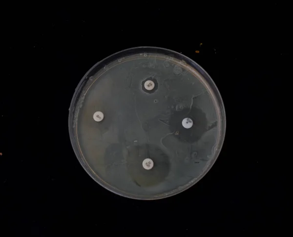 Crecimiento Bacterias Agar Con Discos Antibióticos Para Probar Susceptibilidad Bacteria — Foto de Stock