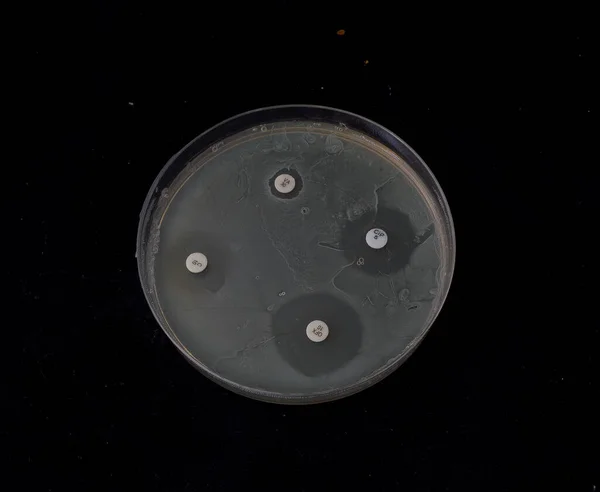 Bakterilerin Duyarlılığını Test Etmek Için Antibiyotik Disklerle Agar Üzerinde Bakteri — Stok fotoğraf