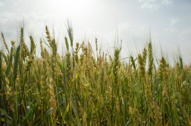 Basra 'da buğday tarlalarının fotoğrafı