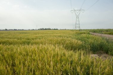 Basra 'da buğday tarlalarının fotoğrafı