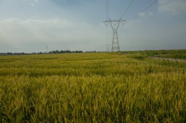 Basra 'da buğday tarlalarının fotoğrafı