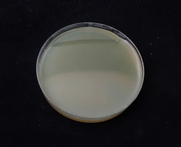 Croissance Colonies Bactériennes Sur Gélose Gradient Antibiotique Pour Tester Capacité — Photo