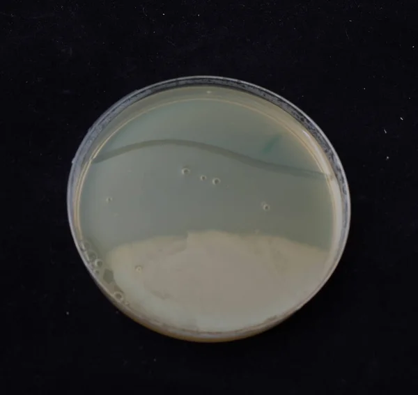 Crecimiento Colonias Bacterianas Agar Gradiente Antibiótico Para Probar Capacidad Las — Foto de Stock