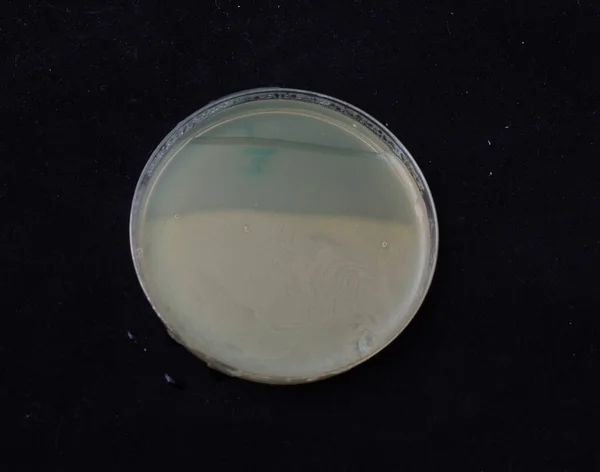 Crecimiento Colonias Bacterianas Agar Gradiente Antibiótico Para Probar Capacidad Las — Foto de Stock