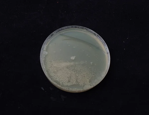 Bakteri Kolonilerinin Antibiyotik Gradyan Agar Üzerindeki Büyümesi Bakterilerin Spontane Mutasyon — Stok fotoğraf