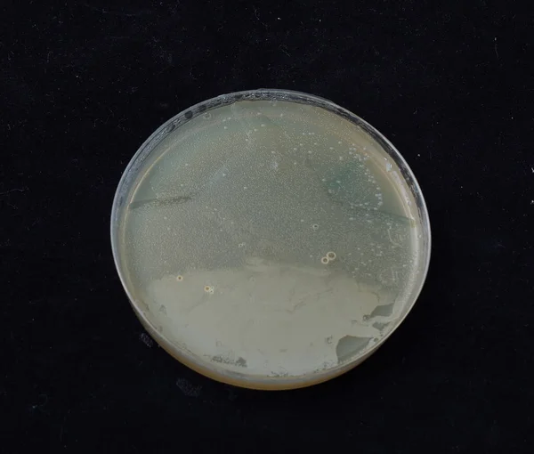 Baktériumkolóniák Szaporodása Antibiotikum Gradiens Agaron Baktériumok Spontán Mutációra Való Képességének — Stock Fotó