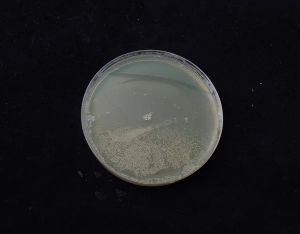 Crescimento Colônias Bacterianas Ágar Gradiente Antibiótico Para Testar Capacidade Bactérias — Fotografia de Stock