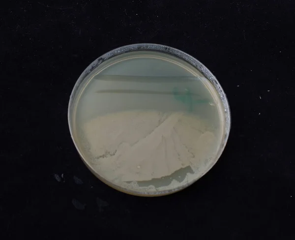 Baktériumkolóniák Szaporodása Antibiotikum Gradiens Agaron Baktériumok Spontán Mutációra Való Képességének — Stock Fotó