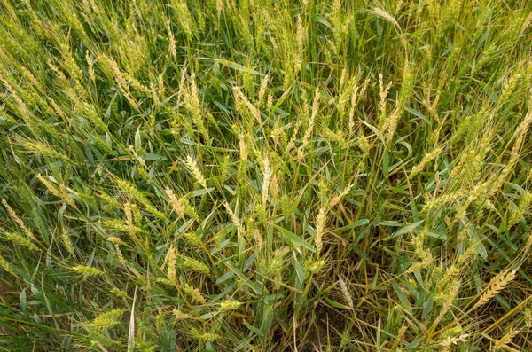 Foto Dei Campi Grano Bassora — Foto Stock