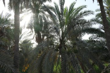 Hurma ağaçlarının fotoğrafı.