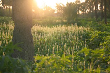 Fesleğen çiçekleri üzerinde gün batımı fotoğrafı