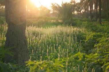 Fesleğen çiçekleri üzerinde gün batımı fotoğrafı