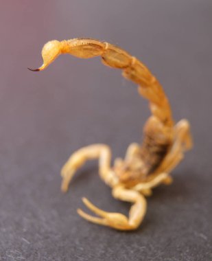 akrebin makro fotoğrafı