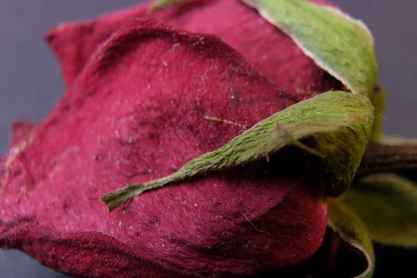 Closeup Photo Dry Wilted Rose — Stock Photo, Image