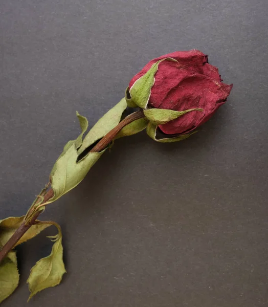 closeup photo of dry wilted rose