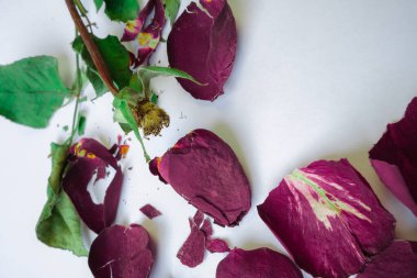 Kuru solmuş gülün yakın plan fotoğrafı.