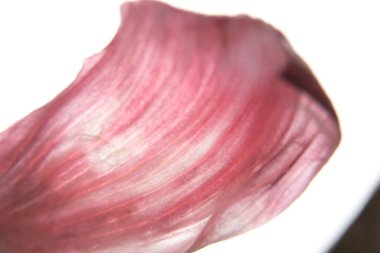 mor sarımsak kabuğunun makro fotoğrafı