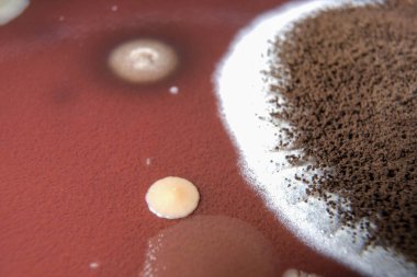 Çikolata tabağında büyüyen mantarların makro fotoğrafı.