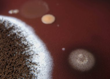 Çikolata tabağında büyüyen mantarların makro fotoğrafı.