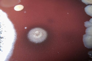 Çikolata tabağında büyüyen mantarların makro fotoğrafı.