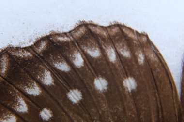 Kelebek kanadının makro fotografı