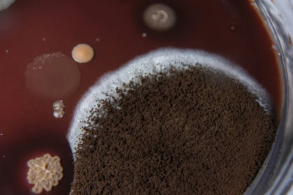 Çikolata Tabağında Büyüyen Mantarların Makro Fotoğrafı — Stok fotoğraf