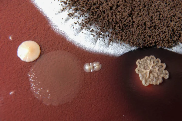 Foto Macro Crescimento Fungos Placa Ágar Chocolate — Fotografia de Stock