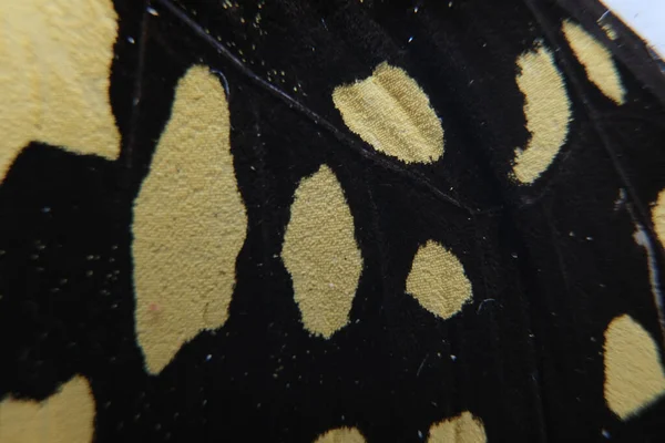 Macro Phto Butterfly Wing Details — Stock Photo, Image