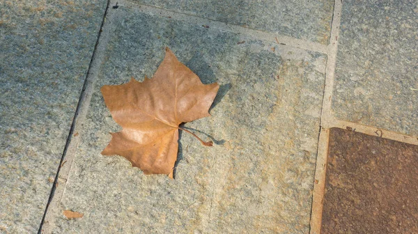 Feuille Tombée Dans Rue Dans Ville Milan — Photo