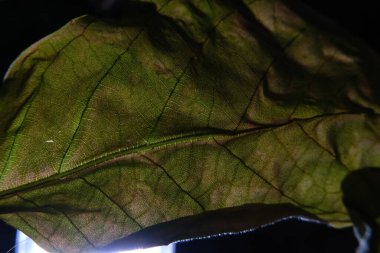 Bitki yaprağı damarlarının yakın plan fotoğrafı.