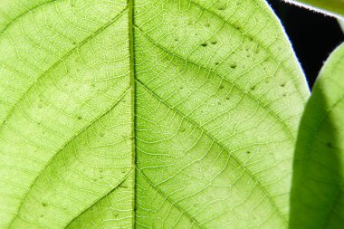 Bitki yaprağı damarlarının yakın plan fotoğrafı.
