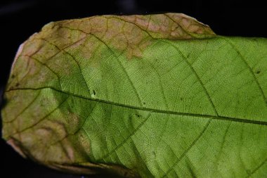 Bitki yaprağı damarlarının yakın plan fotoğrafı.