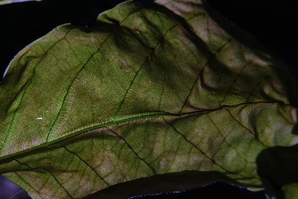 植物の葉脈のクローズアップ写真 — ストック写真