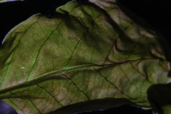 Close Foto Van Plantenblad Aderen — Stockfoto